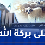 بداية من الغد ..  بيع الأضاحي المستورة بولاية بومرداس 
