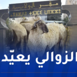 تيزي وزو.. هذه تفاصيل بيع الأضاحي المستوردة للمواطنين بداية من الغد 