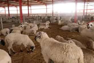جيجل.. مواصلة بيع المواشي المستوردة عبر هذه النقاط 