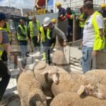غليزان ..الانطلاق في بيع الأضاحي المستوردة هذا الخميس