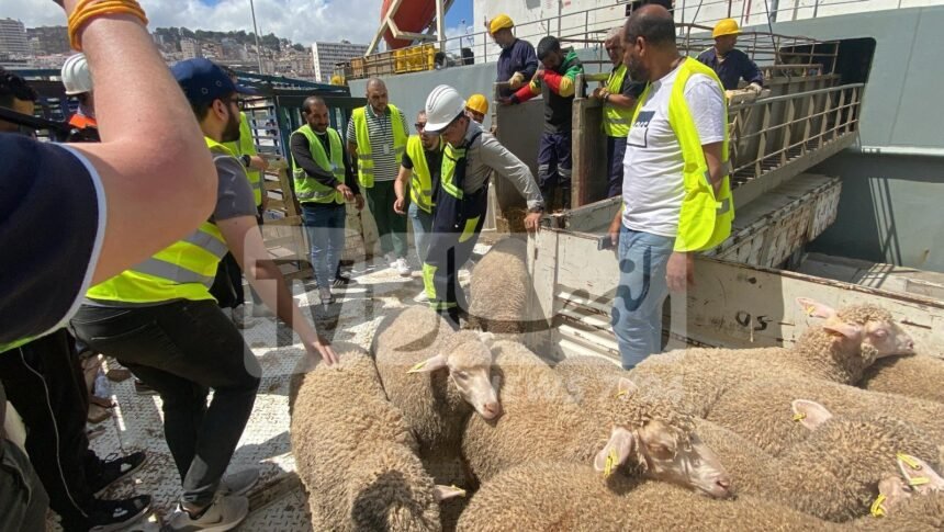 غليزان ..الانطلاق في بيع الأضاحي المستوردة هذا الخميس