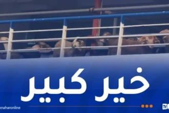 ميناء الجزائر يستقبل غدا الثلاثاء باخرتين محملتين بالأضاحي المستوردة