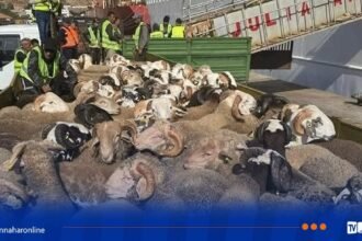 ميناء مستغانم سيستقبل السبت باخرة محمّلة بـ 8898 أضحية من إسبانيا