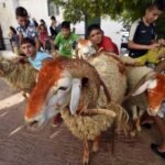 وزارة الشؤون الدينية: الجمعة 6 جوان أول ايام عيد الأضحى المبارك