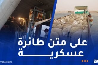 وصول أول دفعة من الأضاحي المستوردة إلى إن قزام