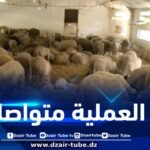 وصول الحصة الرابعة من الأضاحي المستودة إلى ولاية المدية