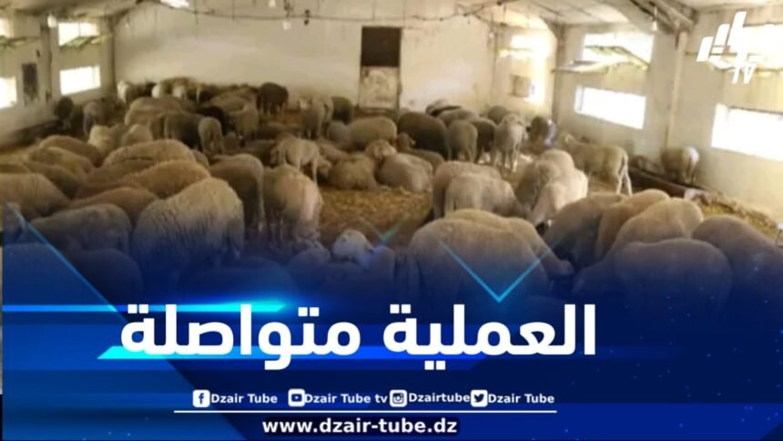 وصول الحصة الرابعة من الأضاحي المستودة إلى ولاية المدية