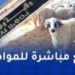 وهران.. بداية من الغد إنطلاق عملية بيع الأضاحي المستوردة بهذه الأماكن 
