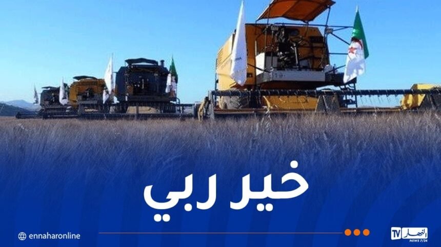 إنتاج أزيد من 200 ألف قنطار من الحبوب بورقلة