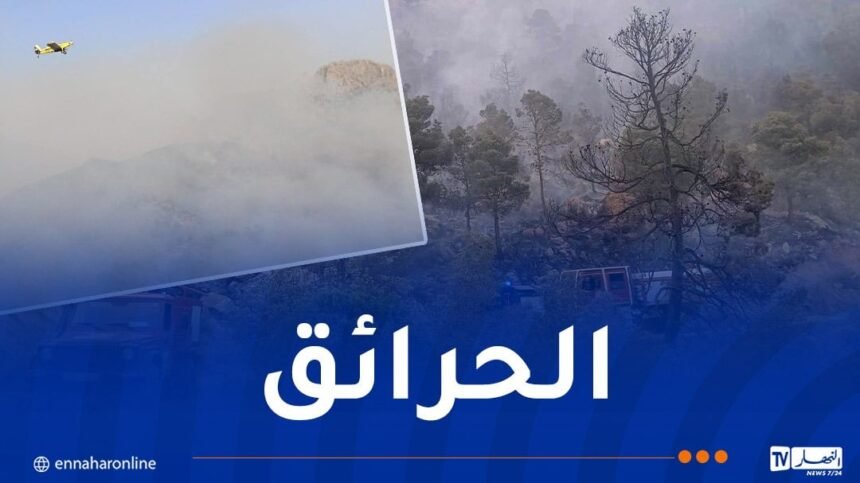 إندلاع حريق غابة في سطيف