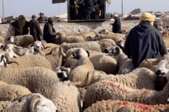 السلطات المغربية تقرر غلق أسواق المواشي لمدة أسبوع