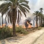 المغير.. حريق يأتي على 112 نخلة بغابات النخيل بسيدي عمران