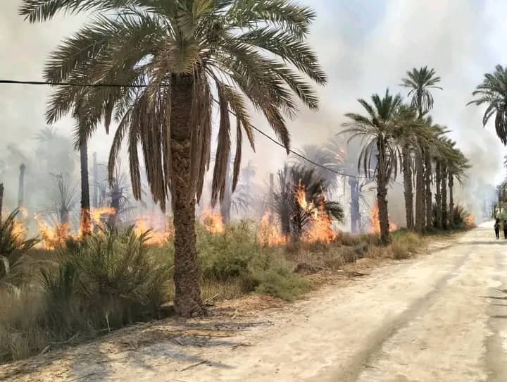 المغير.. حريق يأتي على 112 نخلة بغابات النخيل بسيدي عمران
