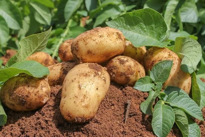 بيان هام لفائدة الشباب الراغبين في ولوج عالم الفلاحة