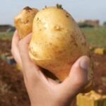 عين الدفلى.. الوصول إلى إنتاج 4 ملايين قنطار من البطاطا سنويا