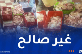 بجاية: حجز قرابة 11 قنطار من الدجاج الفاسد موجّه للإستهلاك