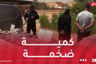 بشار: شل نشاط شبكة إجرامية وضبط 336 ألف كبسولة مهلوسات!