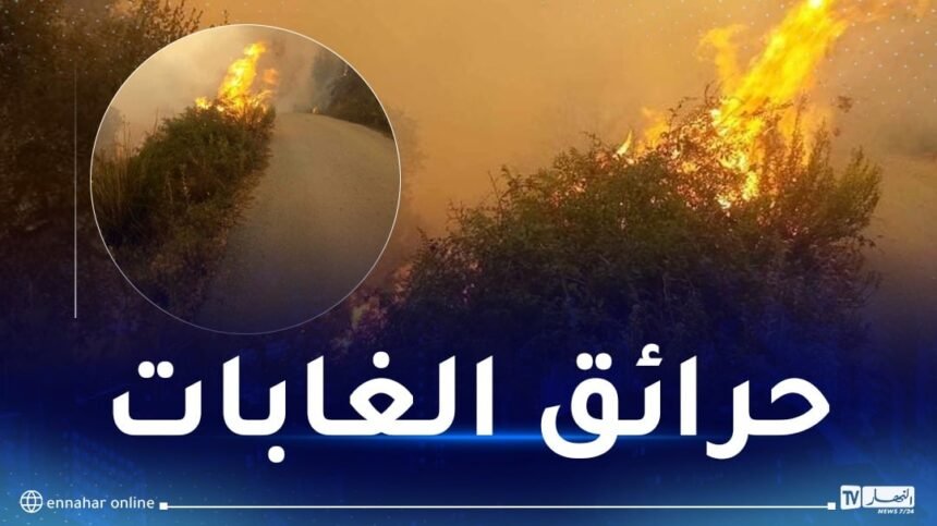 هذه الامكانيات التي تم تسخيرها لمكافحة حرائق الغابات