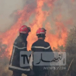 إجراءات جديدة للوقاية من حرائق الغابات