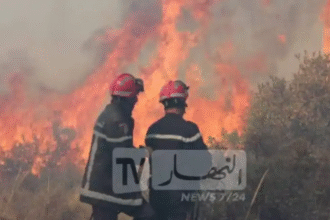 إجراءات جديدة للوقاية من حرائق الغابات
