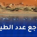 رصد 157 طائراً معشّشاً في إيليزي