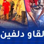 عين تموشنت.. مياه البحر تلفظ دلفين ميت بشاطئ مالوس