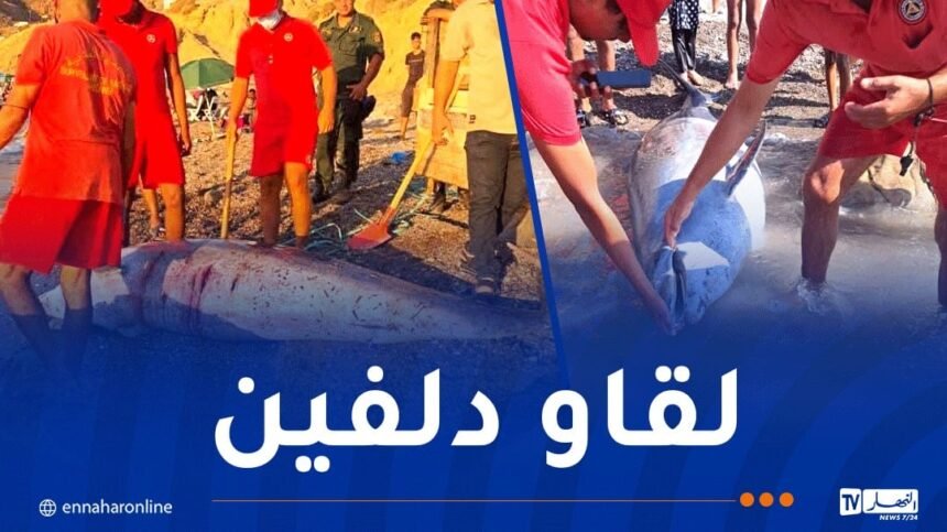 عين تموشنت.. مياه البحر تلفظ دلفين ميت بشاطئ مالوس