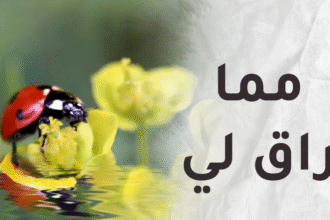 مما راق لي..الله يحبك دائما